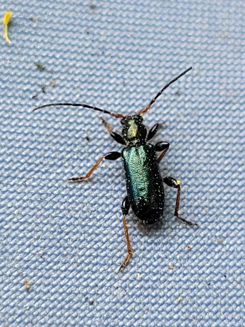 Phymatodes rufipes - kék háncscincér