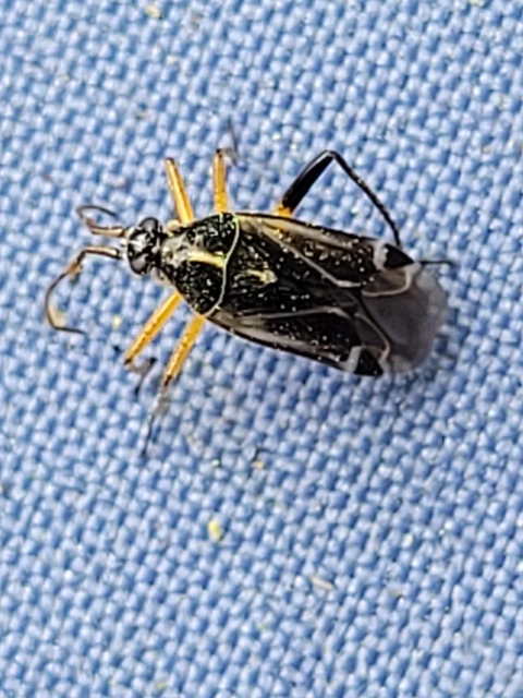 Harpocera