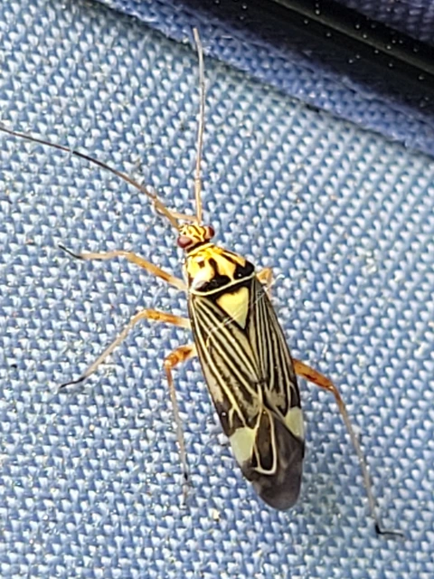 Rhabdomiris striatellus - zebra-mezeipoloska