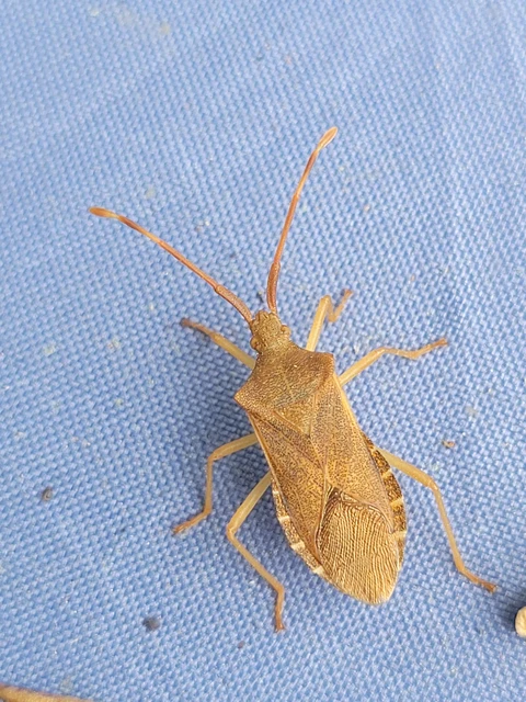Gonocerus acuteangulatus - aranypetés karimáspoloska