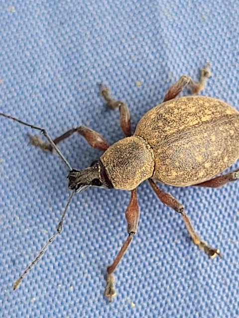 Dodecastichus