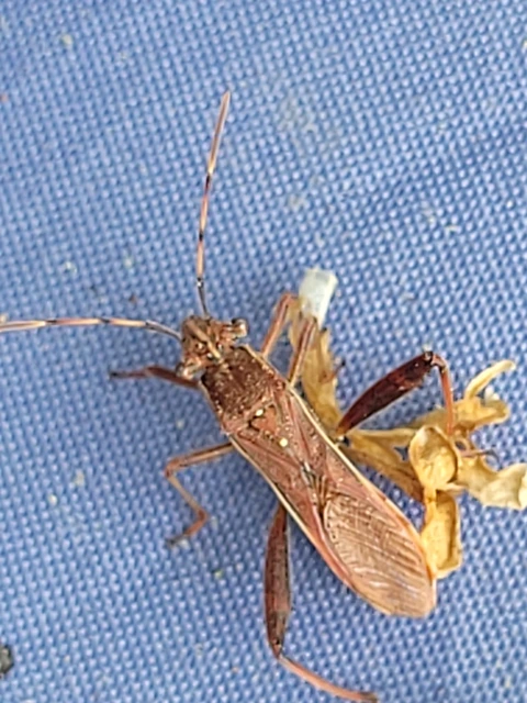 Camptopus lateralis - görbelábú karimáspoloska