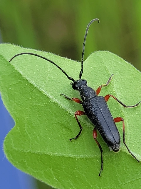 Anoplodera rufipes - vöröslábú virágcincér