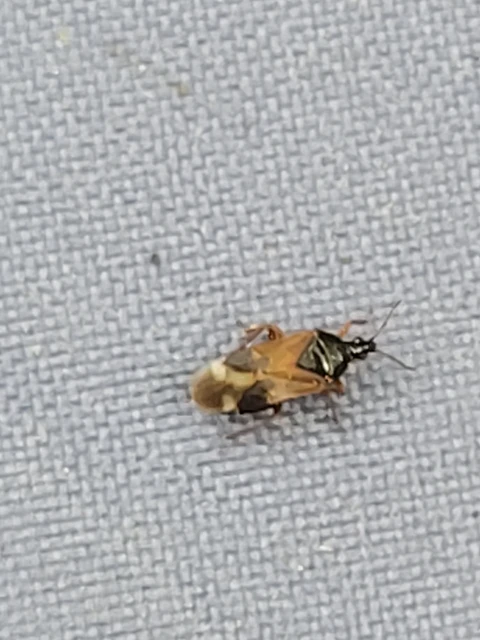 Anthocoridae - virágpoloskák Anthocoridae - virágpoloskák