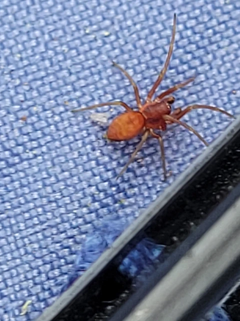 Nigma flavescens - vöröslő hamvaspók