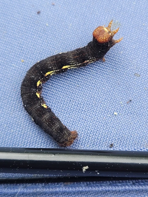 Erannis defoliaria - nagy téliaraszoló