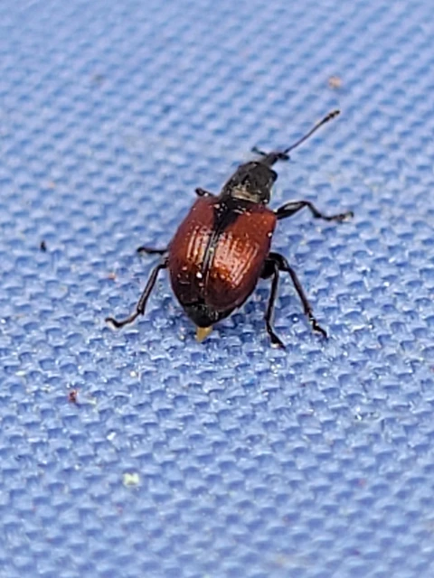 Tatianaerhynchites aequatus - piros kökényeszelény