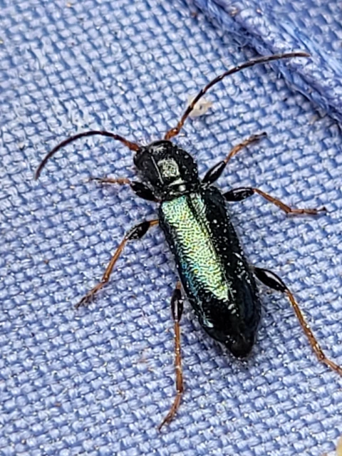 Phymatodes rufipes - kék háncscincér