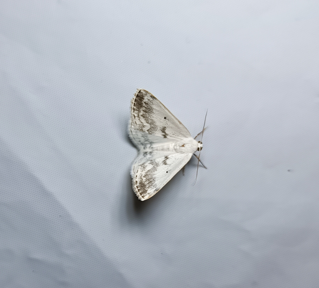 Lomographa temerata - foltos fehéraraszoló