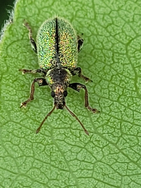 Phyllobius betulinus - változékony levélormányos