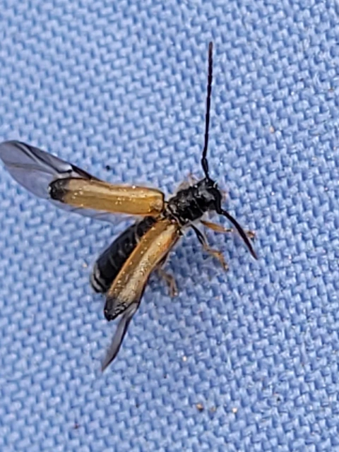 Tetrops praeustus - közönséges négyszeműcincér