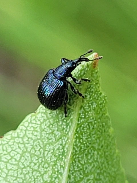 Neocoenorrhinus