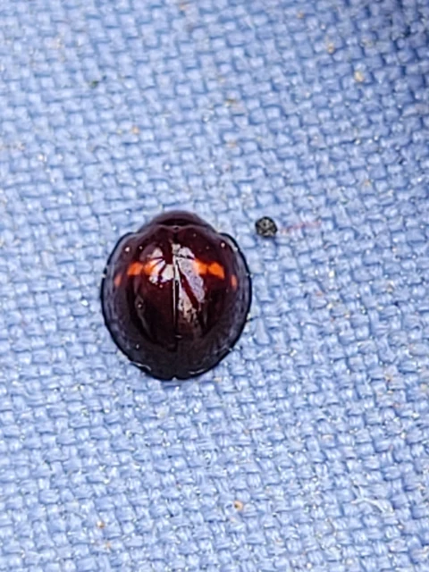 Chilocorus bipustulatus - szalagos szerecsenkata