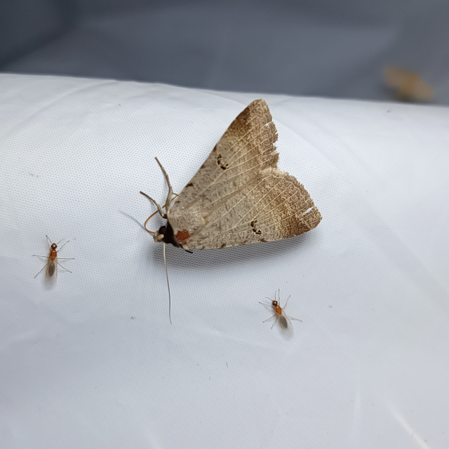 Lygephila craccae - gyakori csüdfűbagoly