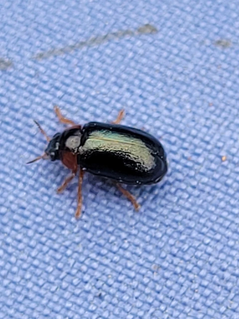 Smaragdina