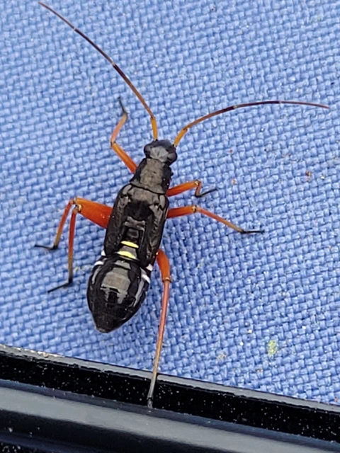 Miris striatus - sávos mezeipoloska