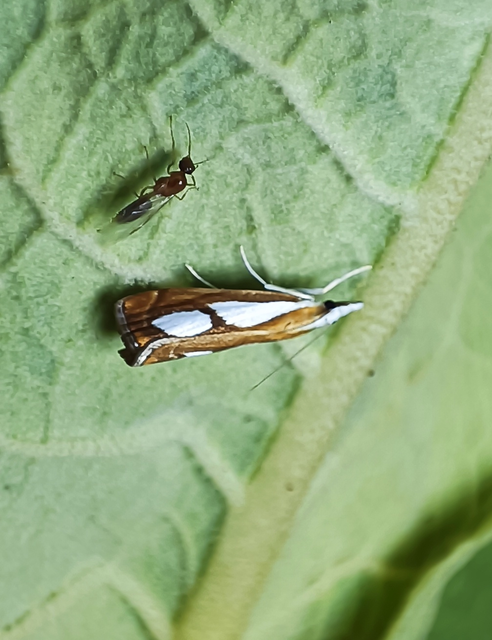 Catoptria pinella - ezüstös fűgyökérmoly