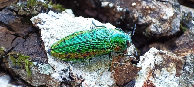 Lamprodila rutilans - hársfa-tarkadíszbogár Lamprodila rutilans - hársfa-tarkadíszbogár