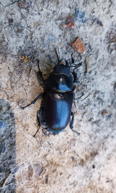 Lucanus cervus - nagy szarvasbogár