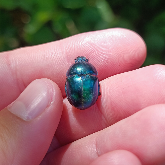 Trypocopris vernalis - tavaszi álganéjtúró