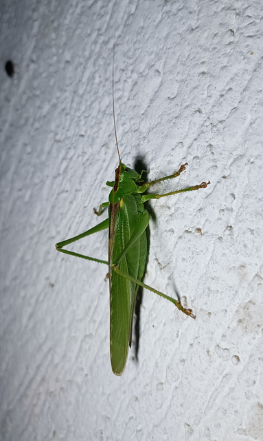 Tettigonia viridissima - zöld lombszöcske