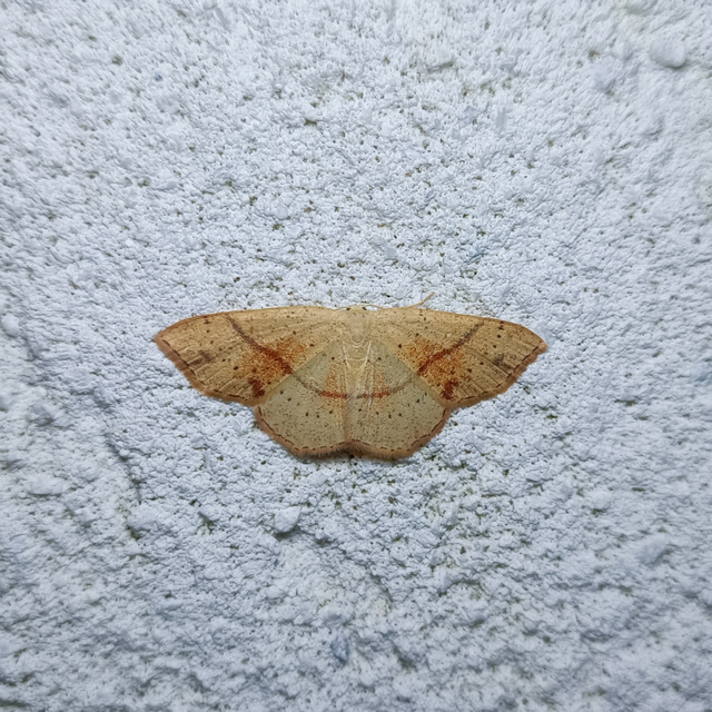 Cyclophora punctaria - sávos pettyesaraszoló