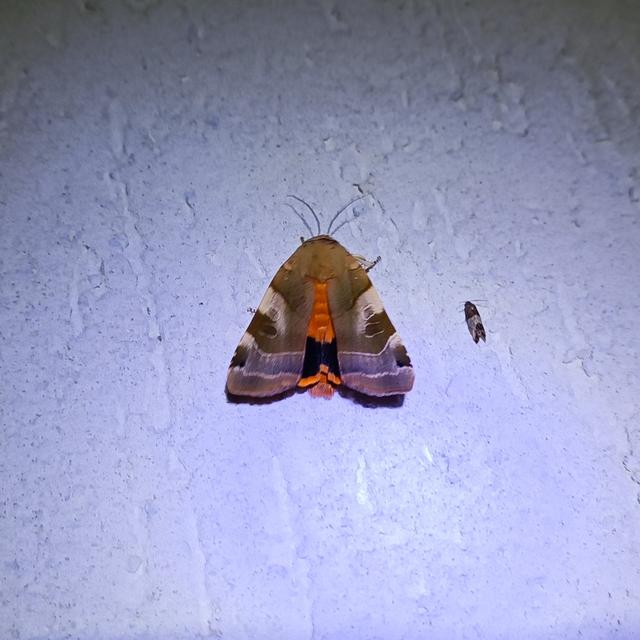 Noctua fimbriata - szélessávú sárgafűbagoly