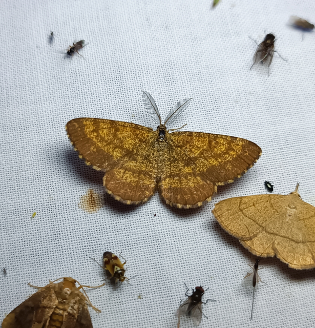 Ematurga atomaria - barna rétiaraszoló