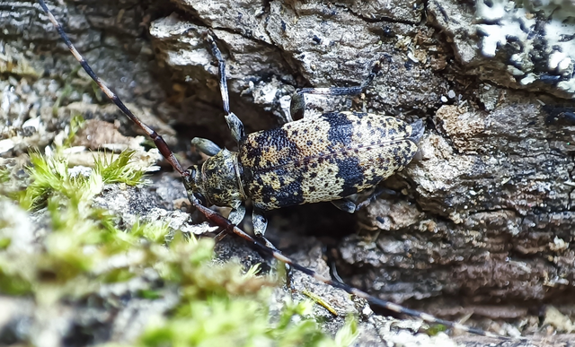 Leiopus nebulosus - öves gesztcincér