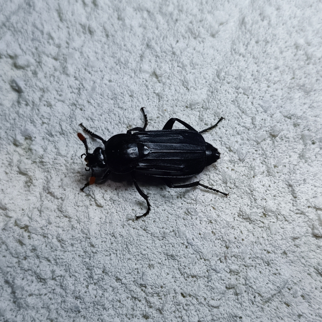 Necrodes littoralis - nagy dögbogár