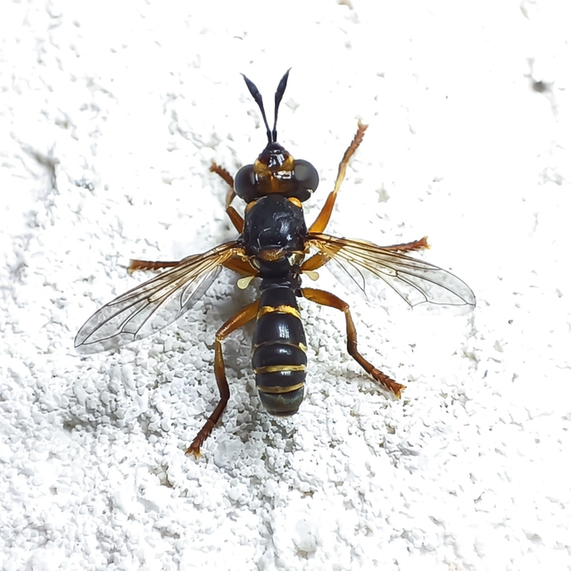 Diptera - Kétszárnyúak