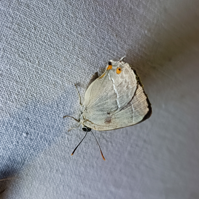Neozephyrus quercus - tölgyfalepke
