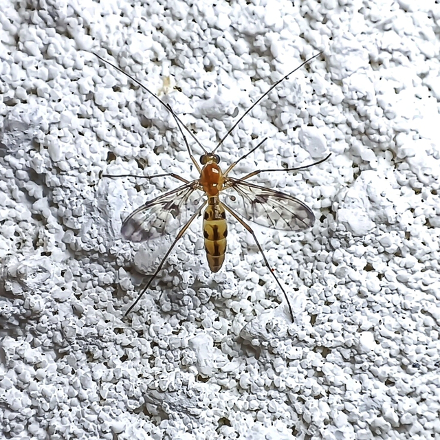 Diptera - Kétszárnyúak