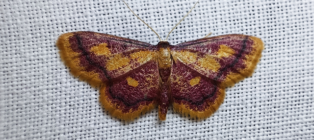 Idaea muricata - mocsári pirosaraszoló