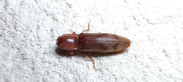 Stenagostus rhombeus - rombusznyakú pattanó