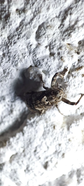 Gasterocercus depressirostris - laposorrú ormányos