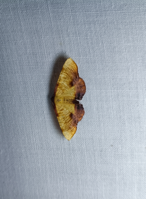 Plagodis dolabraria - baltaszárnyú araszoló