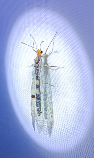 Megistopus flavicornis - kétfoltos hangyaleső