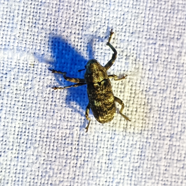 Gasterocercus depressirostris - laposorrú ormányos