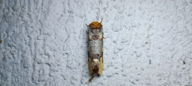 Phalera bucephaloides - magyar púposszövő