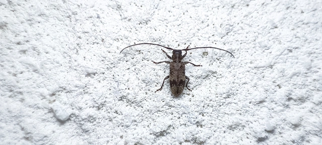 Exocentrus adspersus - tölgyfa-rőzsecincér