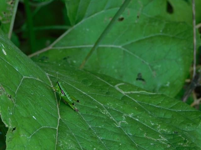 Odontopodisma rubripes - erdélyi hegyisáska