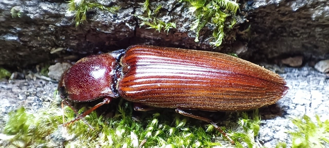 Stenagostus rufus - nagy pattanó