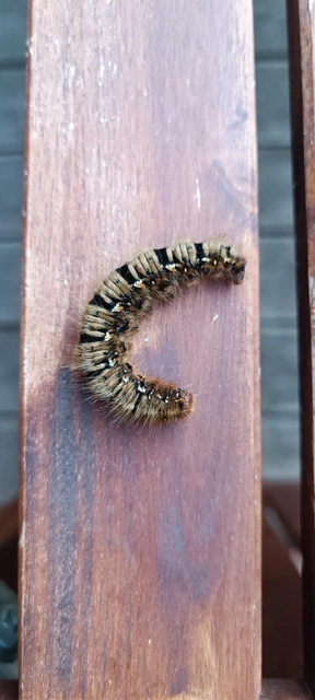 Lasiocampa quercus - tölgyfaszövő