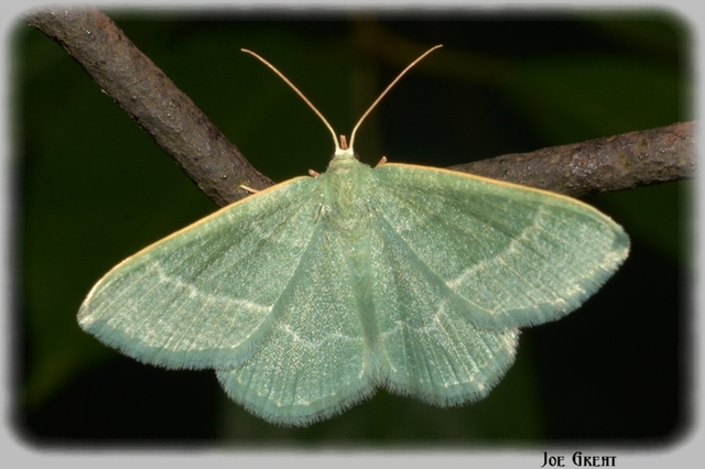 Chlorissa viridata - üdezöld araszoló