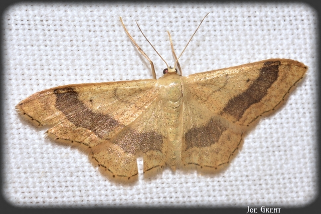 Idaea aversata - nagy sávosaraszoló