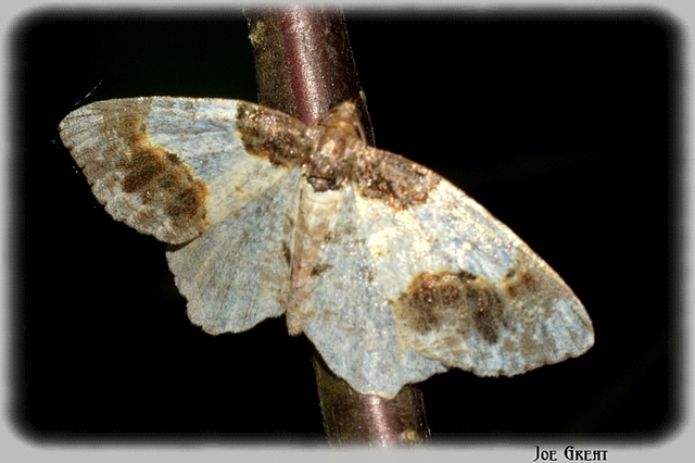 Ligdia adustata - barna levélaraszoló