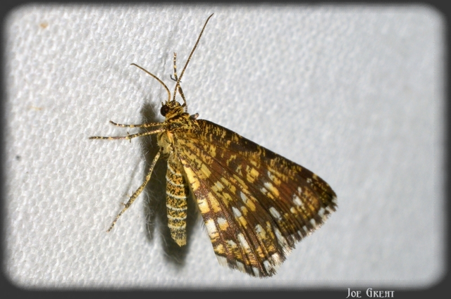 Chiasmia clathrata - rácsos rétiaraszoló