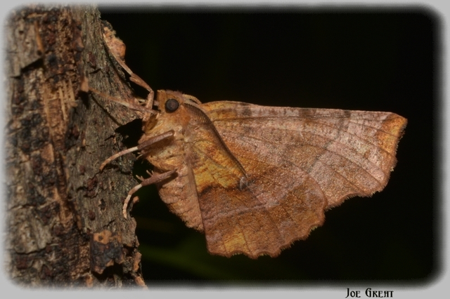 Selenia dentaria - kétfoltos holdasaraszoló