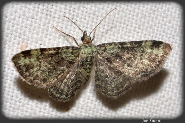 Pasiphila rectangulata - almavirág-araszoló